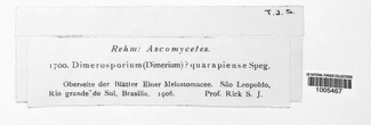 Phaeodimeriella guarapiensis image